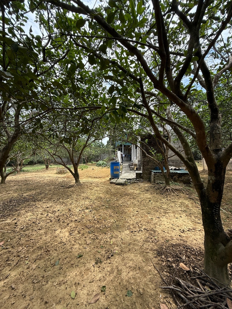 🏡 KHU NGHỈ DƯỠNG RIÊNG 1100M² - THỦY XUÂN TIÊN, CHƯƠNG MỸ | NHÀ VƯỜN   VƯỜN CÂY ĂN TRÁI | KHÔNG KHÍ TRONG LÀNH - GIÁ 8.3 TỶ