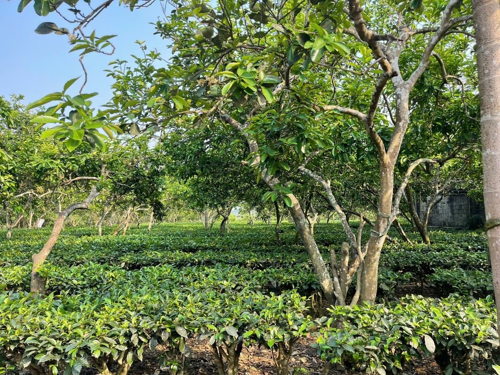 BÁN ĐẤT NGHỈ DƯỠNG VIEW HỒ ĐỒNG MÔ 9000M² - 68 ĐẢO DÀI, YÊN BÀI, BA VÌ - MẶT TIỀN 50M - 24 TỶ