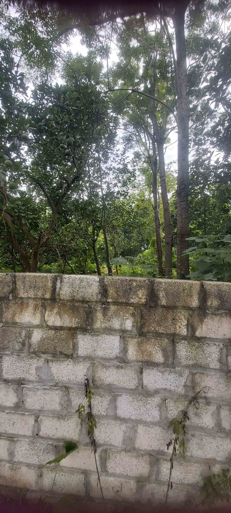 BÁN ĐẤT TRỒNG CÂY QUY MÔ LỚN - THÔN PHÙ YÊN, ỨNG HÒA - 1609M2 - MẶT TIỀN 27M - GIÁ 6.9 TỶ