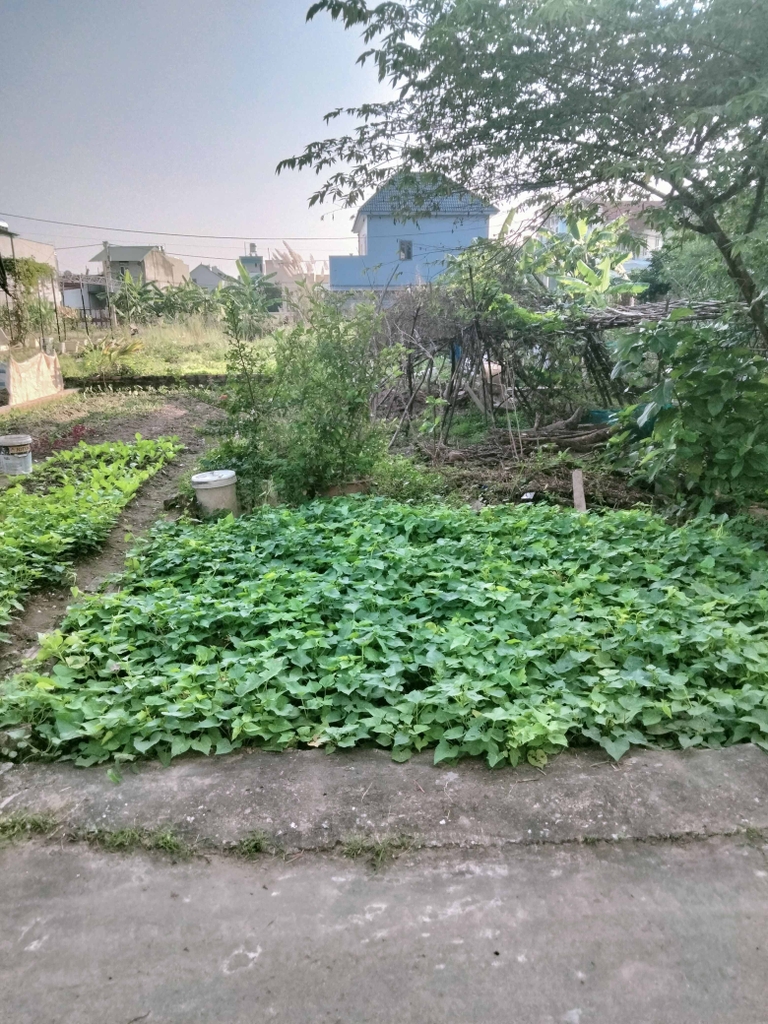 ĐẤT PHÂN LÔ ĐẸP - TỔ 10, THỊ TRẤN QUANG MINH - 76M² - MẶT TIỀN 4M - Ô TÔ ĐẬU CỬA - 4.8 TỶ